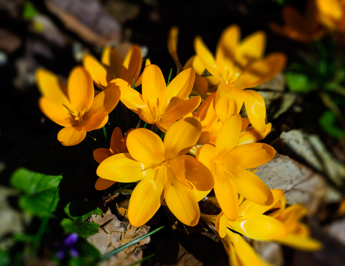 Crocus-I.jpg