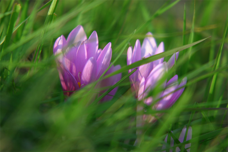 crocus-L.jpg