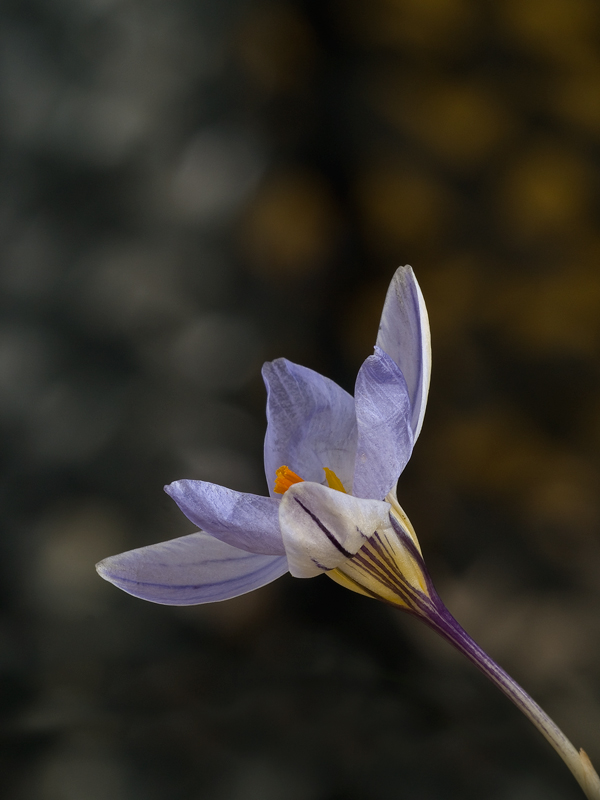 crocus-no-flash_1146143web.jpg
