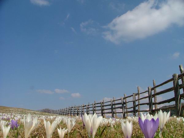 Crocus.jpg