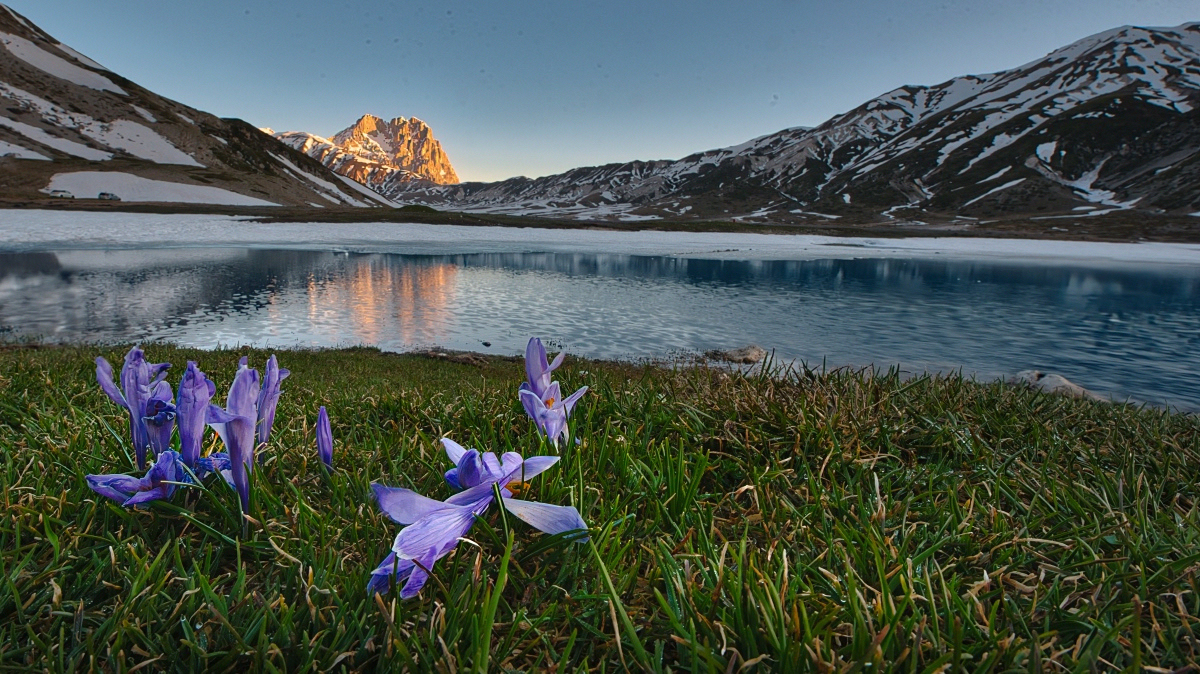 crocus_1.JPG