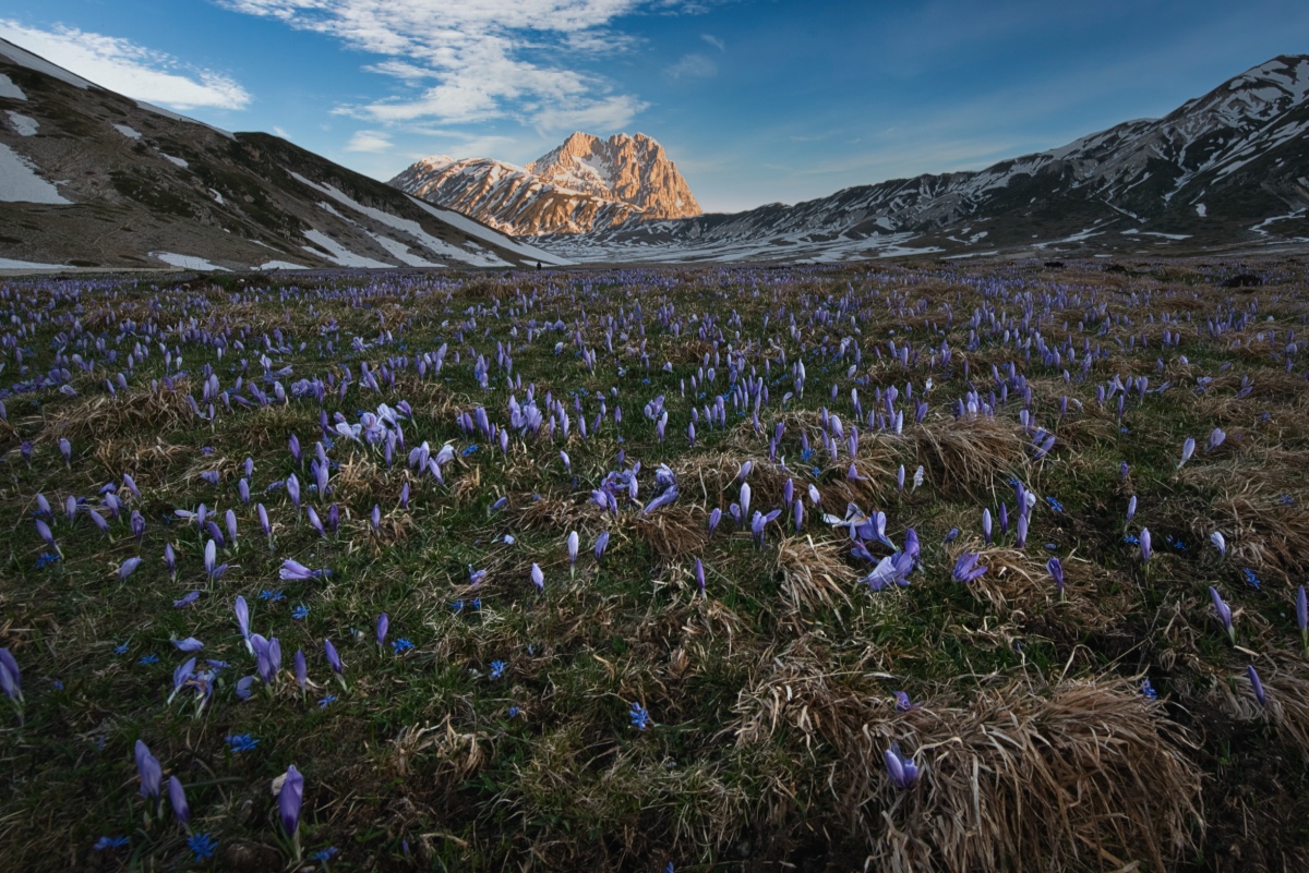 Crocus_2.jpeg