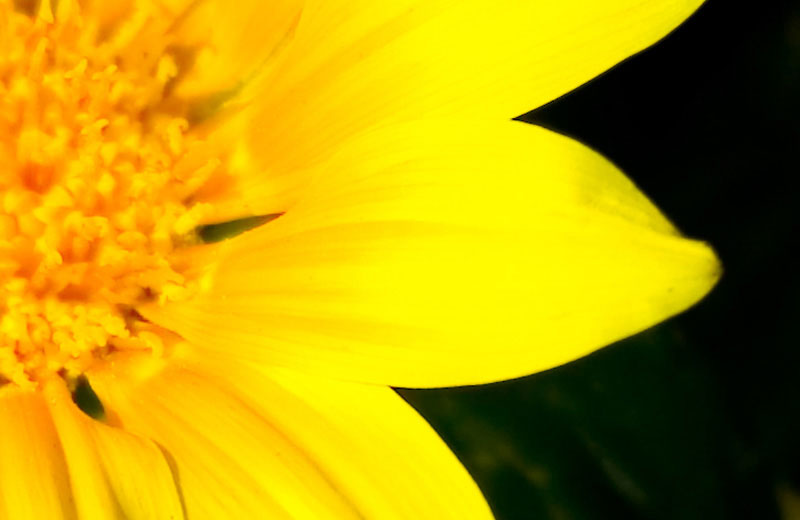 crop-camera-raw.jpg