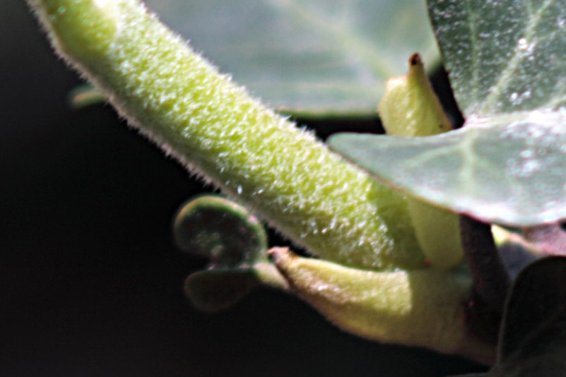 crop-edera.jpg
