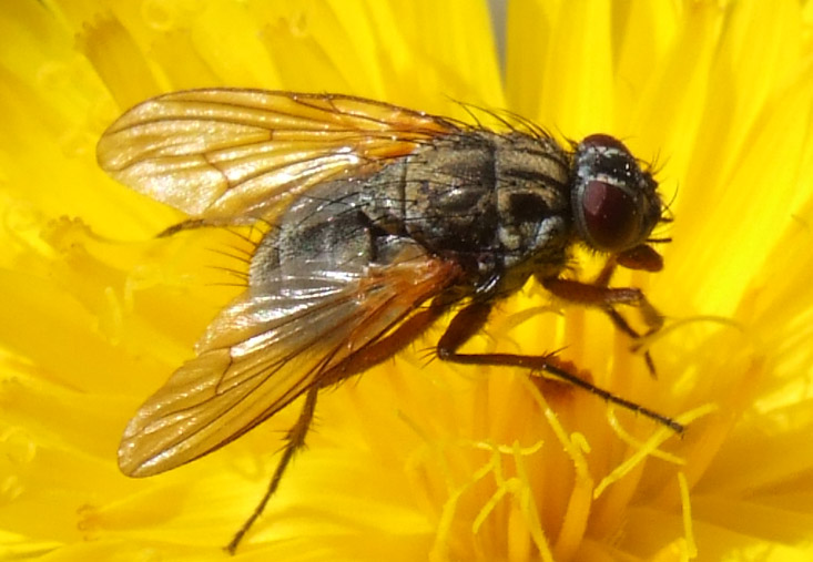 crop-fiore-1.jpg