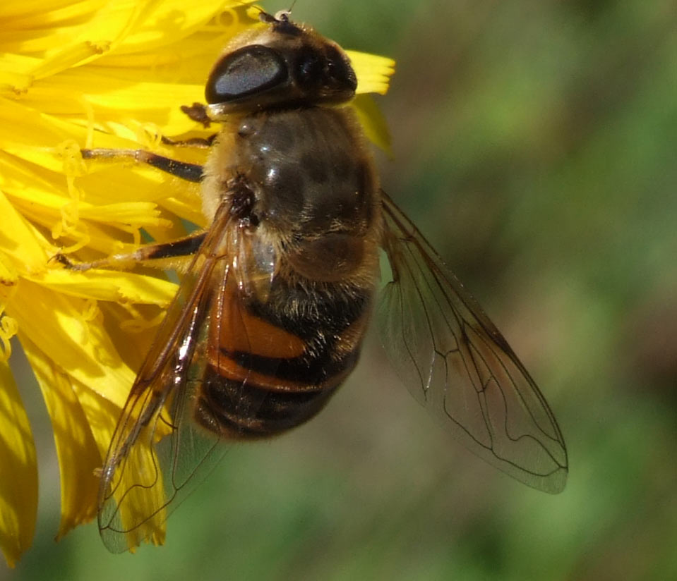 crop-fiore.jpg
