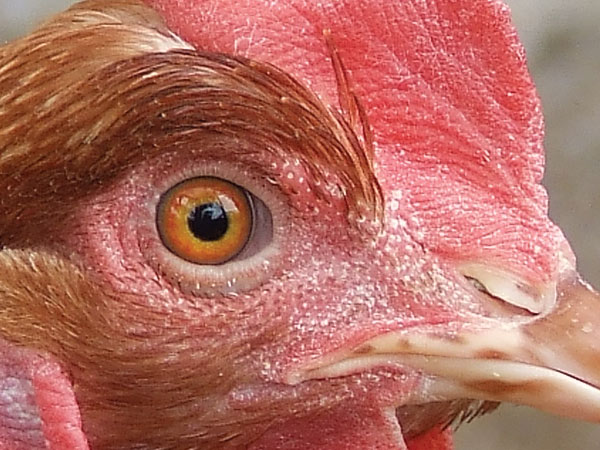 crop-gallina.jpg