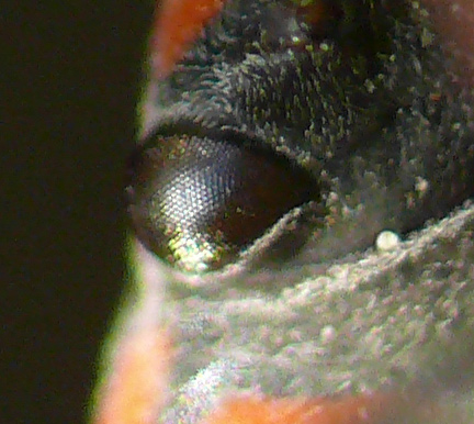 crop-insetto-3.jpg