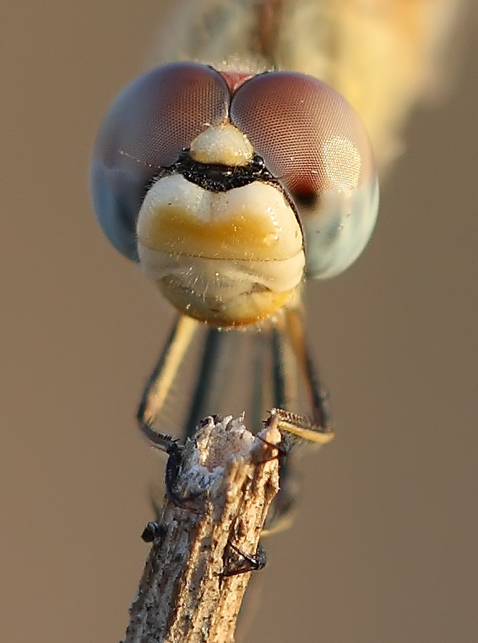 crop-libe.jpg