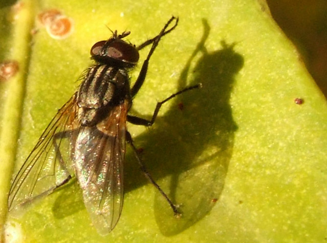 Crop-mosca-su-foglia-di-lim.jpg