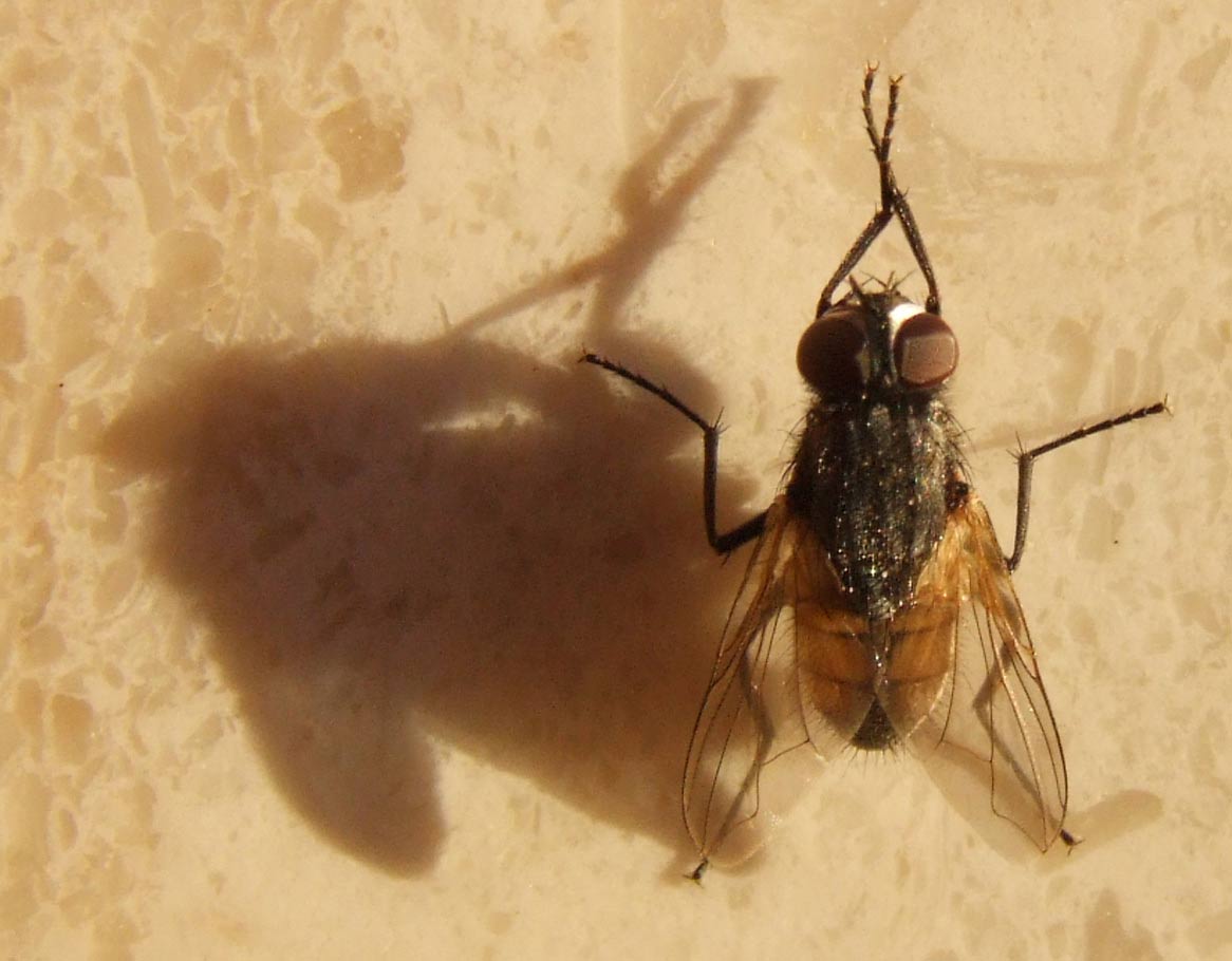 crop-mosca.jpg