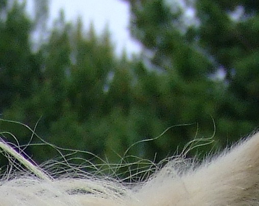 crop-pony.jpg
