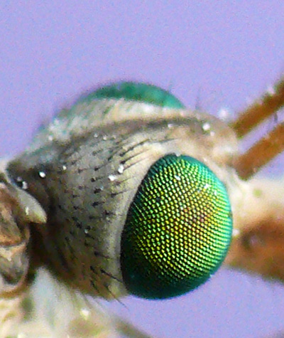 crop-testa-zanzarone.jpg