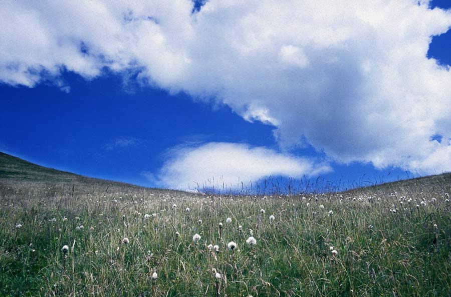 crop0005-copia.jpg