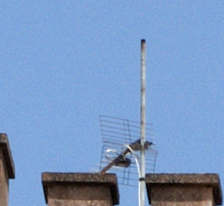 crop1-prova3.jpg