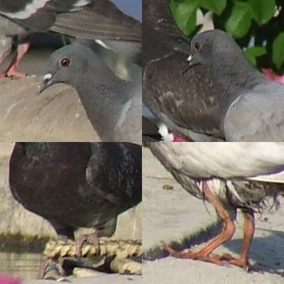 crop100piccioni.JPG