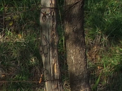 crop100s9600.jpg