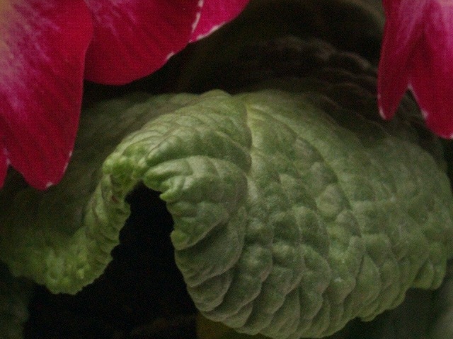 CROP1.jpg