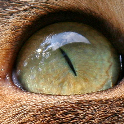 crop1.jpg