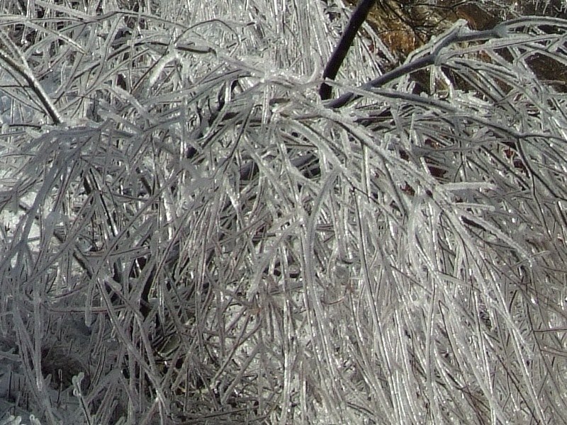 Crop1.jpg