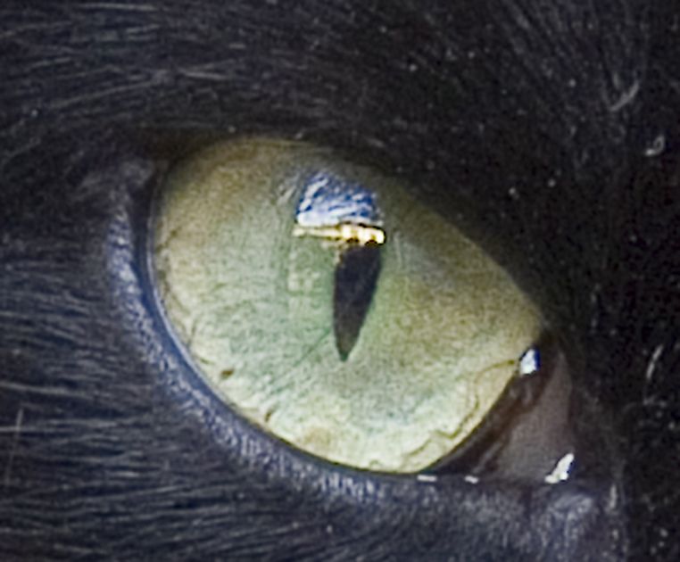 crop1.jpg