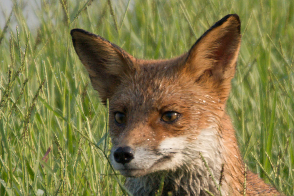 crop1.jpg