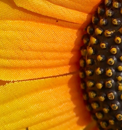 crop1.jpg