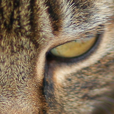 crop1_85.jpg