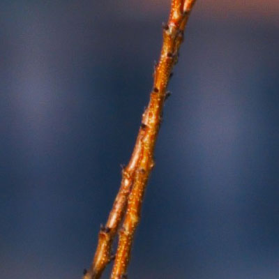 crop1_e300_150mm_f2.jpg
