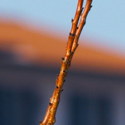 crop1_e300_150mm_f4.jpg