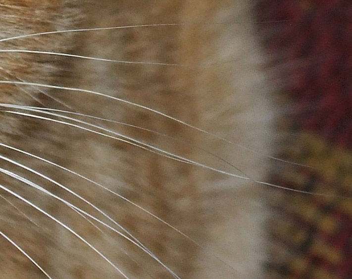 crop2.jpg