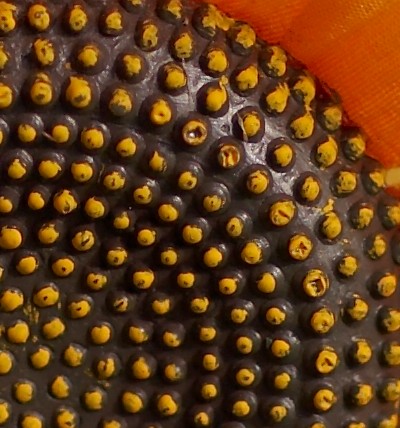 crop2.jpg