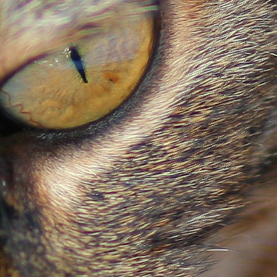 crop2_85.jpg