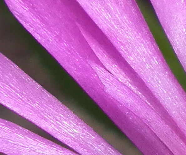crop2.jpg