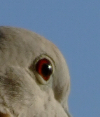 crop300.jpg