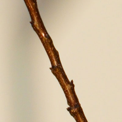crop3_e300_150mm_f2.jpg