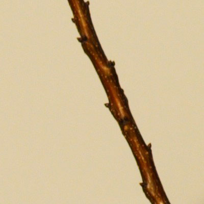 crop3_e300_150mm_f4.jpg
