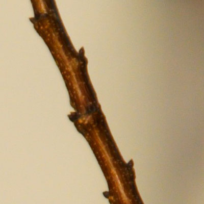 crop3_e300_150mm_tc14_f28.jpg