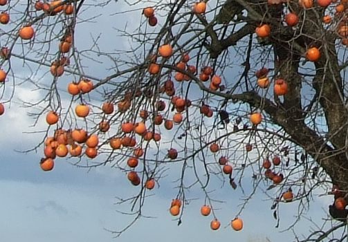 crop8.jpg