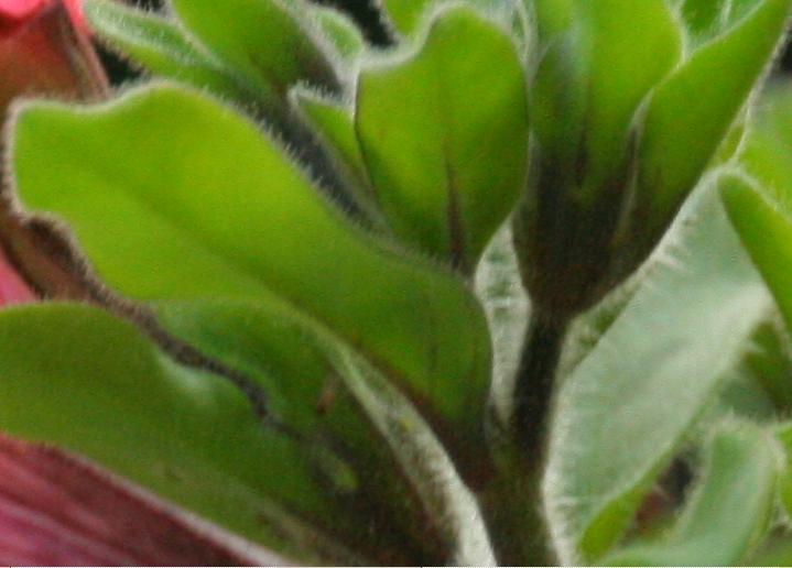 crop.JPG