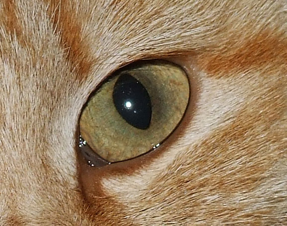 crop.jpg
