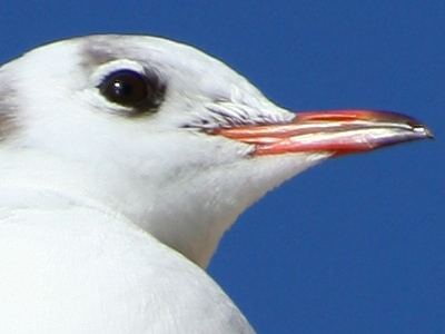 crop.jpg