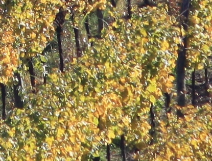crop.jpg