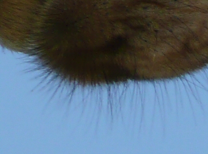 Crop.jpg