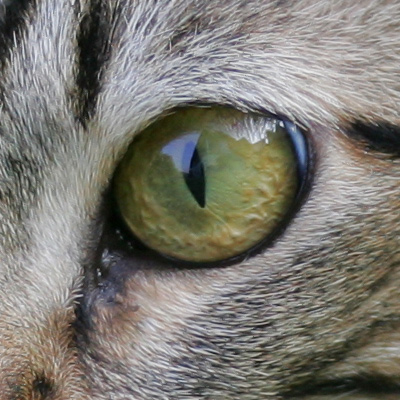 crop.jpg