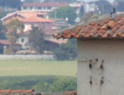Crop Casa 300MM -1.jpg