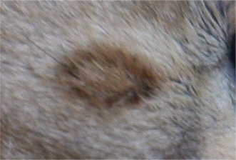 Crop centro.jpg