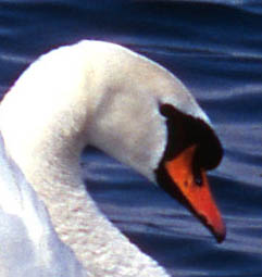crop_cigno.jpg