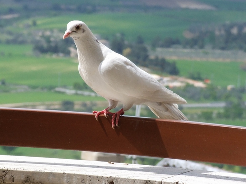 crop col. bianco. 1.jpg