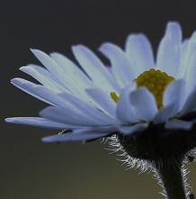 crop controluce delicato.jpg